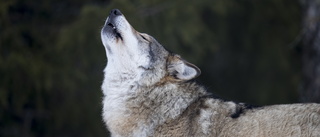 Betalar rovdjursstängsel – för att rädda vargen