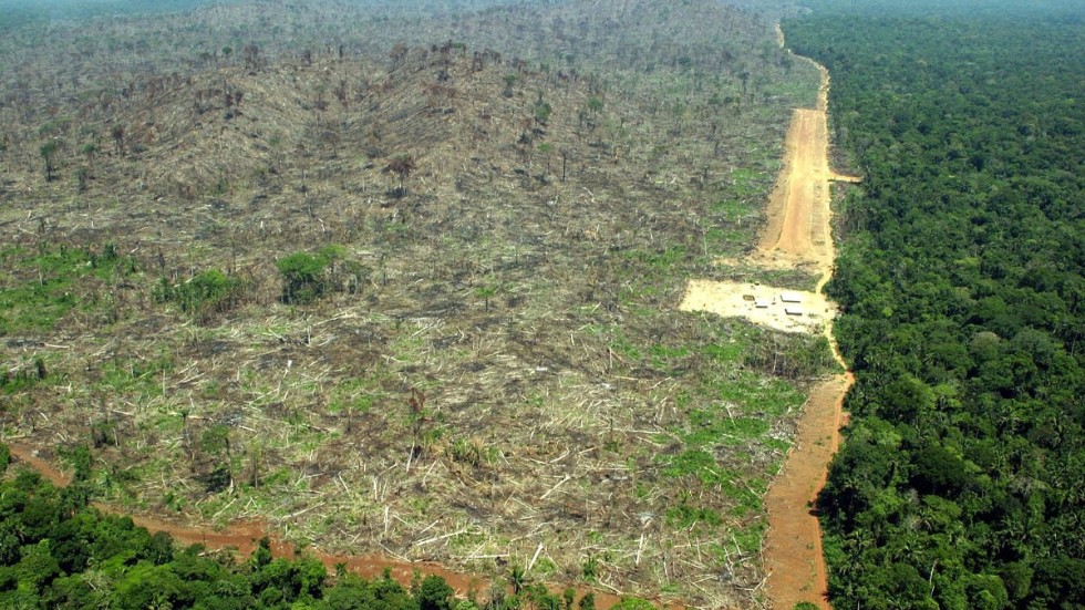 Ett exempel på avskogning i Amazonas. Här var det sojabönder i Terra do Meio, Para, Brasilien , som behövde mer mark att odla på.