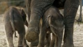 Troligt tvillingpar skådat i elefanthjord