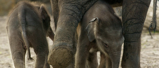 Troligt tvillingpar skådat i elefanthjord