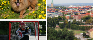 Här är de hetaste förslagen i Linköping just nu