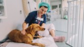 Trots akut brist – veterinärer får inte jobb