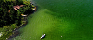 Expertens råd: Var vaksam för alger när du badar
