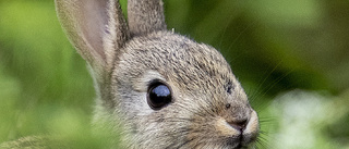 Första fallet av vild kaninpest i Finland