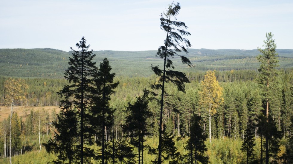 Hur vi skyddar våra arter ska inte avgöras i Bryssel, skriver bland andra Sverigedemokraternas skogspolitiske talesperson Mats Nordberg.