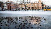 BILDEXTRA: Gnistrande vitt när vintern kom till Uppsala