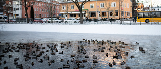 BILDEXTRA: Gnistrande vitt när vintern kom till Uppsala