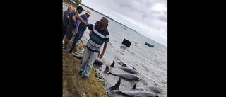 Döda delfiner efter Mauritius oljekatastrof
