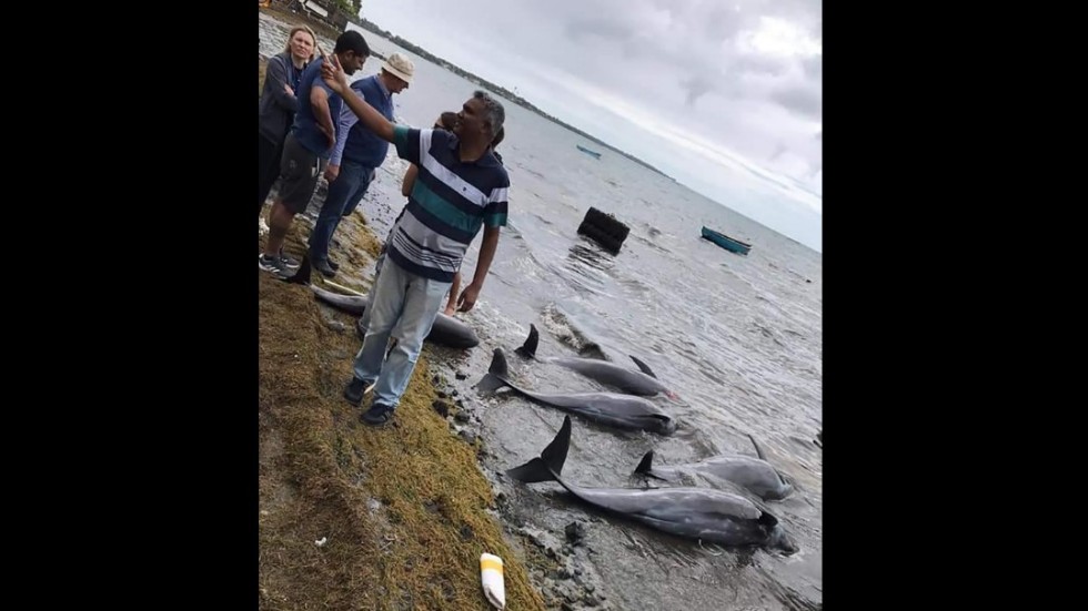 Döda delfiner har påträffats på Mauritius stränder, en dryg månad efter det att ett japanskt fraktfartyg gick på grund utanför ön och läckte stora mängder olja.