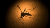 Miljontals modifierade myggor släpps i Florida