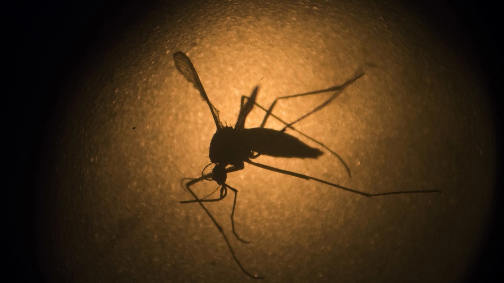 Testprojektet ska stoppa förökningen av Aedis aegypti-myggan, som bland annat kan bära med sig zikaviruset. Arkivbild tagen genom mikroskop.