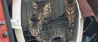 Kattakuten: "Nya rutiner försämring för hemlösa katter"