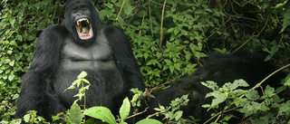 Långt straff för att döda folkkär gorilla