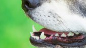 Lös hund i rusningstrafiken – togs med till polisen