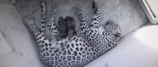 "Svenska" leoparder har fått ungar i Ryssland