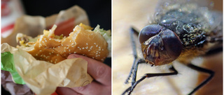 Hamburgerkedja får kritik: "För många flugor i lokalen"