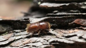 Nytt tufft år att vänta med fruktade skalbaggen i Östergötland: "Utgår från att det blir jobbigt"