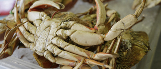 Invasiv kinesisk krabba intar Vänern