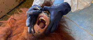 Coronaoro för hotade orangutanger
