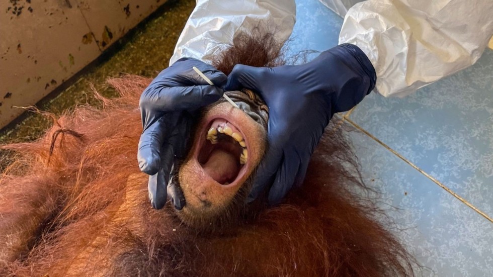 Enligt malaysiska myndigheter är alla de testade orangutangerna fria från coronasmitta.