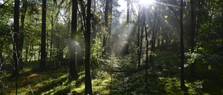 Greenpeace: Östergötlands län måste skydda mer skog 
