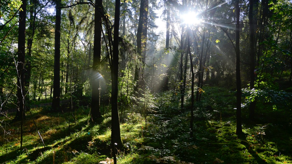 22 maj är det den biologiska mångfaldens dag. Levande skogar är nödvändiga för ett klimat i balans och en rik biologisk mångfald, skriver Isadora Wronski, Sverigechef för Greenpeace.