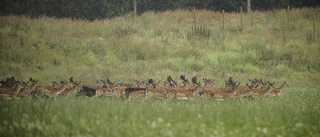 Hjortarna förstör i Överum – nu får man skjuta fler