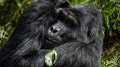 Väpnade konflikter hotar gorillor