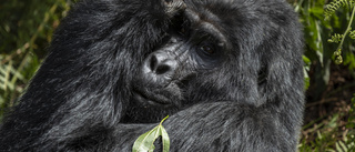 Väpnade konflikter hotar gorillor