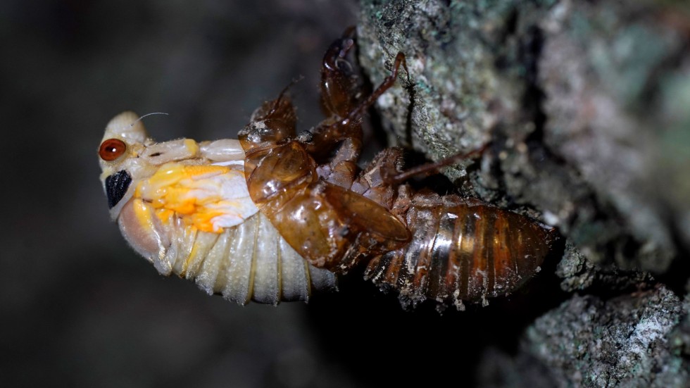 USA inväntar de 17-åriga cikadornas svärmning. Här har en cikada fångats på bild när den ömsar skinn i Maryland.
