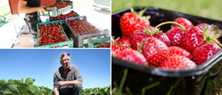 Så ser jordgubbsprognosen ut på Gotland inför midsommar