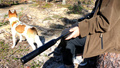 Jakten i Västerbotten hotad när älgstammen skjuts bort