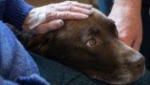 Terapihund ger rätt till rutavdrag