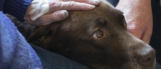 Terapihund ger rätt till rutavdrag