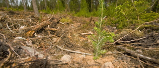 Det aktiva skogsbruket har sugit upp koldioxid