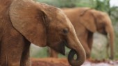 Brittisk elefanthjord flygs till Kenya
