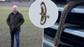 Johan, 43, körde på ormvråk som fångat en huggorm – ormen satt fast i flera mil: "Den var stendöd"