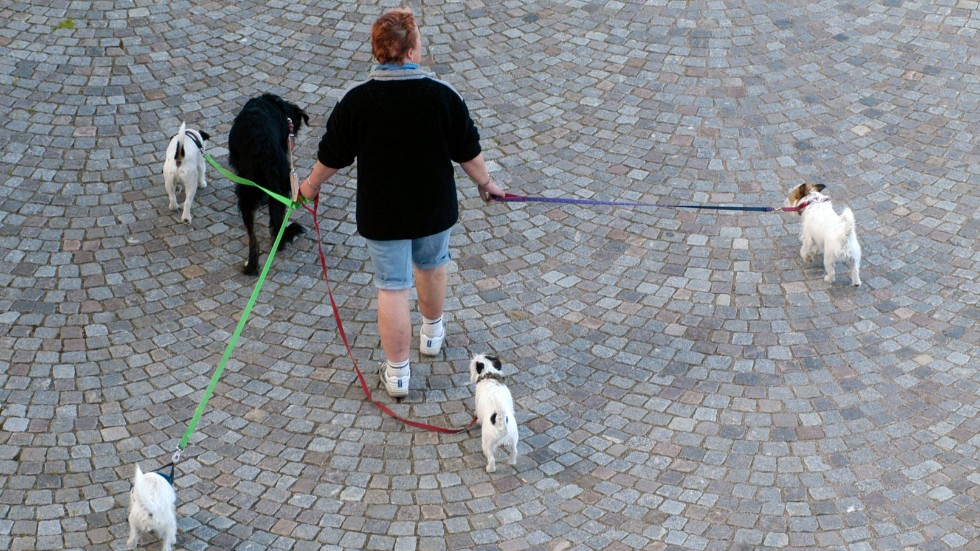 
För att hundar på promenad inte ska riskera att fastna med tassarna i gallret på Dragsbron har provisoriska plåtar lagts dit. Slamret från plåtarna stör andra promenerande.


