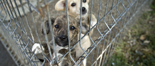 Uselt lagförslag driver på smugglingen av hundar