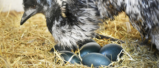 Sällsynt fågelart född i Skellefteå: ”När de var nykläckta lät han som en dinosaurie”