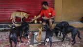 Oro för gatuhundar när USA stoppar adoptioner