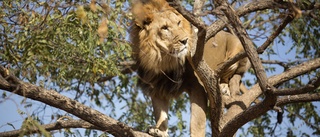 Sex lejon döda i Uganda – misstänkt förgiftning