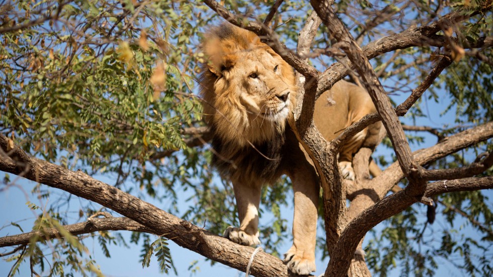 Sex lejon har hittats döda i en nationalpark i västra Uganda. Arkivbild.