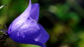 Liten blåklocka – hela landets blomma