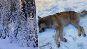Nu är första vargen skjuten i Sörmland: "Sköt den med ett skott"