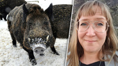 100 vildsvin sköts i Norduppland – nu serveras de till skolbarnen