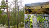 BESKEDET: Här hamnar nya naturreservat – ett i Skellefteå kommun