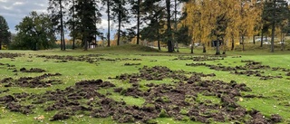 Svin gäckar lokal golfklubb – jägare sätts in som motgift 