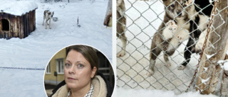Ett 50-tal draghundar omhändertagna – levde i total misär