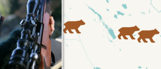 Karta: Här fälldes björnarna i Skellefteå kommun